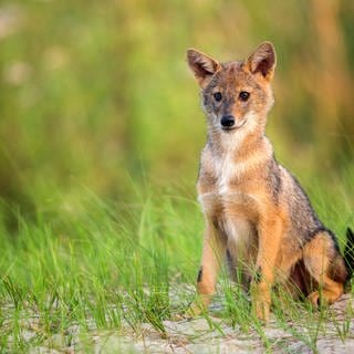 Ein junger Goldschakal-Welpe sitzt auf einer Wiese und schaut neugierig umher.