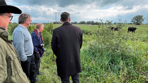 Regierungspräsident Carsten Gabbert guckt sich das Kiebitz-Projekt mit Wasserbüffeln an