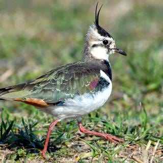 Der Kiebitz soll an den Oberrhein zurück