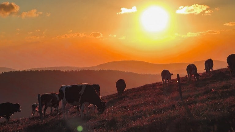 Kühe grasen friedlich im Sonnenuntergang auf dem Feldberg