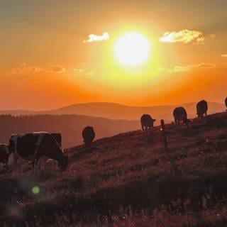 Kühe grasen friedlich im Sonnenuntergang auf dem Feldberg