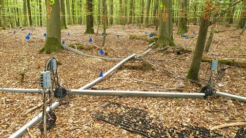 In einem Wald bei Ettenheim (Ortenaukreis) werden derzeit verschiedene Sensoren getestet. 