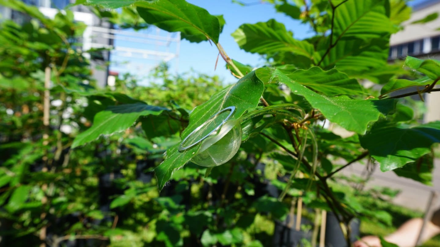 Eine sogenannte Blattkuvette schützt einen der Sensoren auf einem Blatt.