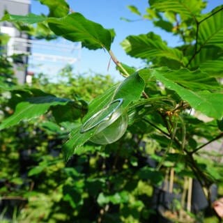 Eine sogenannte Blattkuvette schützt einen der Sensoren auf einem Blatt.