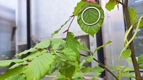 Eine sogenannte Blattkuvette schützt einen der Sensoren auf einem Blatt.