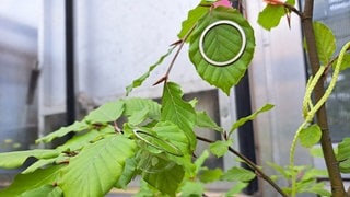 Eine sogenannte Blattkuvette schützt einen der Sensoren auf einem Blatt.