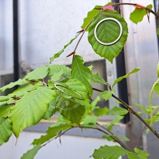 Eine sogenannte Blattkuvette schützt einen der Sensoren auf einem Blatt.