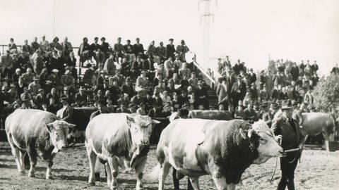 Im Jahr 1957 wurden bei der Messe in Offenburg Ochsen vorgeführt.