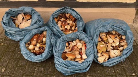 Mehr als 70 Kilogramm Pilze hat das Hauptzollamt Singen bei Hohentengen im Kreis Waldshut in verschiedenen Autos in der Nähe zur Schweizer Grenze entdeckt.