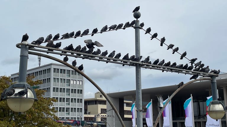 Nach dem Motto "Sehen und gesehen werden" haben sich diese Tauben auf einer Lampe am Freiburger Hauptbahnhof versammelt. Marion Eiche hat das Meeting eingefangen.