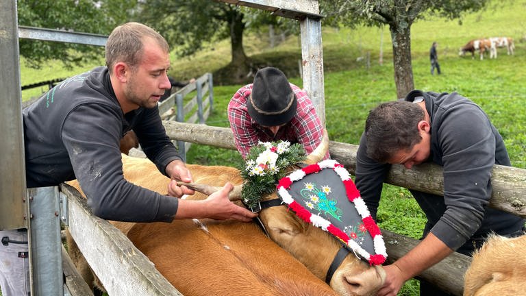 Drei Männer schmücken eine Kuh mit Blumenschmuck für den Weideabtrieb im Münstertal