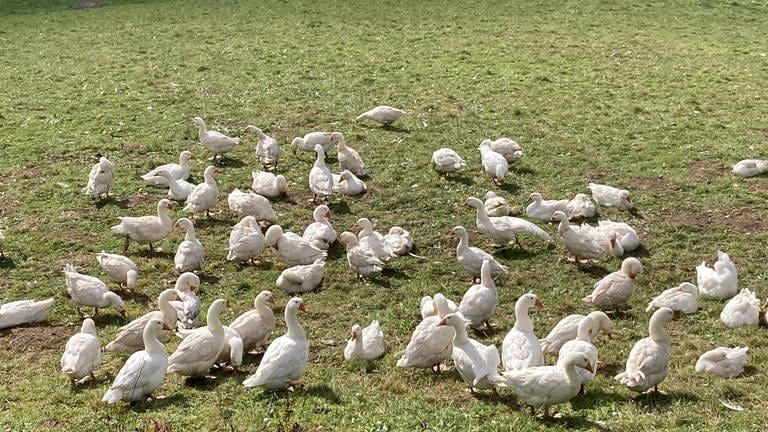 Schnatternde Gänse auf dem Heinehof in Bollschweil-St. Ulrich.