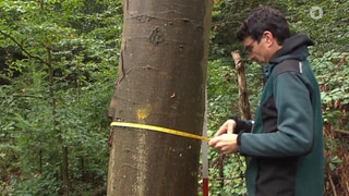 Ein Mann misst den Durchmesser eines Baumes