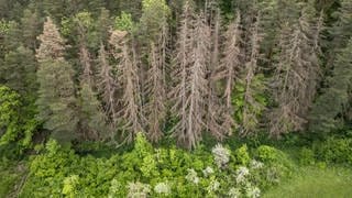 Tote Bäume stehen in einem grünen Mischwald im Schwarzwald.