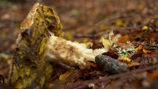 Ein Pilz im Schwarzwald. Förster schlagen Alarm: Pilzsammler plündern die Wälder.