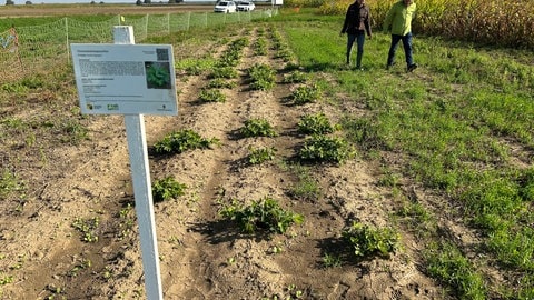 Feld mit Erdnuss-Pflanzen - am Kaiserstuhl werden die Hülsenfrüchte versuchsweise angebaut