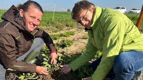 Barbara Orth und Andreas Butz zeigen die ersten kleinen Erdnüsse.