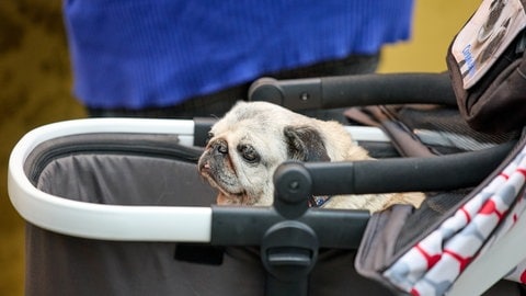 Mopstreffen im Dreiländergarten - Hund in einem Wagen