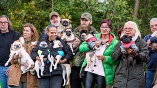 ein buntes Treiben - die Hundebesitzer tragen ihre Möpse gerne auf dem Arm 