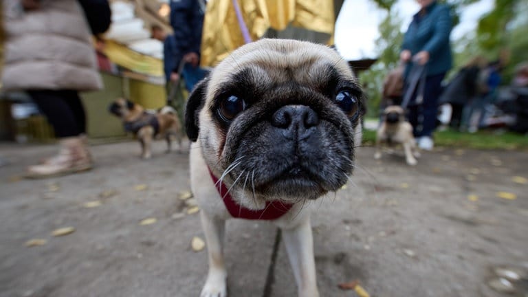 Neugieriger Hund schaut in die Kamera beim Mopstreffen im Dreiländergarten 