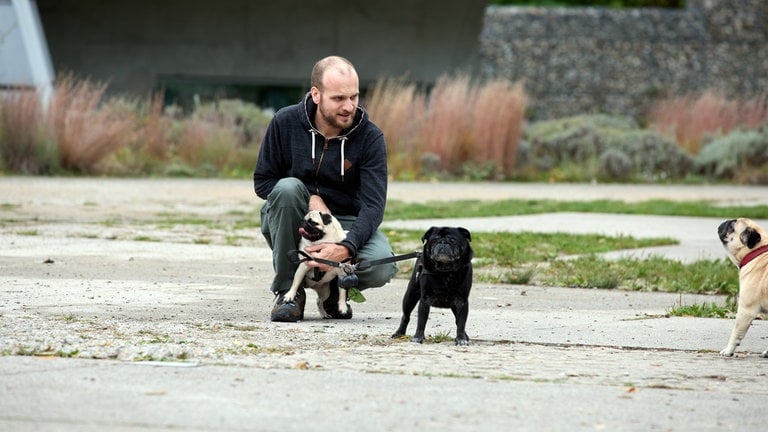 ein Mann mit einem hellen und einen schwarzen Mops - knieend