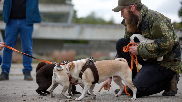 Hunde beschnuppern sich - beim Mopstreffen gab es auch gehäkelte Möpse zu kaufen