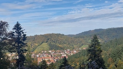 Nadelbäume vor herbstlich gefärbten Laubbäumen in Waldsee.