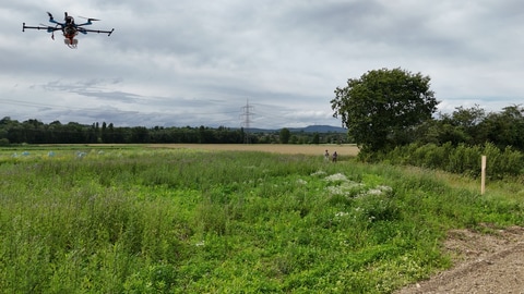 Eine Drohne schwebt über einem Feld in Südbaden und folgt einer winzigen Biene.