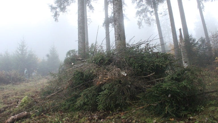 Unter diesem Baumstapel findet das Auerhuhn einen Unterschlupf.