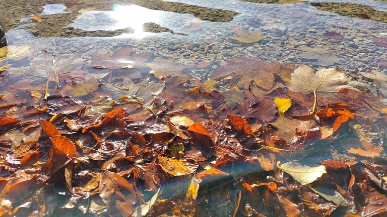 Herbstlaub schwimmt am Ufer des klaren Feldsees