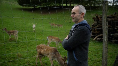 In Biberach im Ortenaukreis lebt ein weißer Hirsch, ein Albino, auf der Weide des Landgasthauses Zum Kreuz.