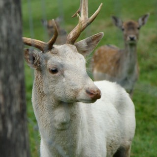 In Biberach im Ortenaukreis lebt ein weißer Hirsch, ein Albino, auf der Weide des Landgasthauses Zum Kreuz.