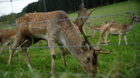 In Biberach im Ortenaukreis lebt ein weißer Hirsch, ein Albino, auf der Weide des Landgasthauses Zum Kreuz.