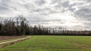 Bäume sind im Dietenbach-Wald zu sehen, der bald einem Neubaugebiet weichen soll.