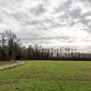 Bäume sind im Dietenbach-Wald zu sehen, der bald einem Neubaugebiet weichen soll.