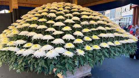 Ganz besondere Arrangements gibt es bei der Chrysanthema in Lahr zu sehen