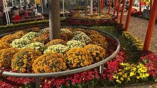 Herbstliche Stimmung in Lahr. Die Chrysanthema erstreckt sich über die gesamte Innenstadt.