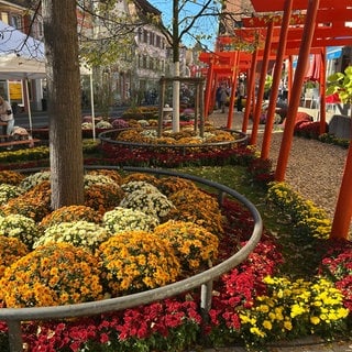 Herbstliche Stimmung in Lahr. Die Chrysanthema erstreckt sich über die gesamte Innenstadt.