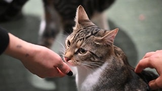 Eine Katze wird von zwei Händen gestreichelt