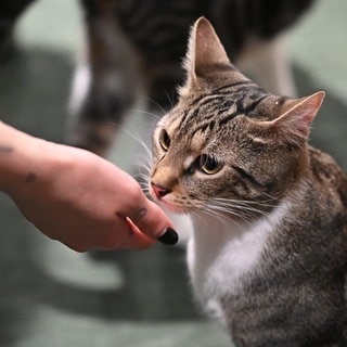 Eine Katze wird von zwei Händen gestreichelt