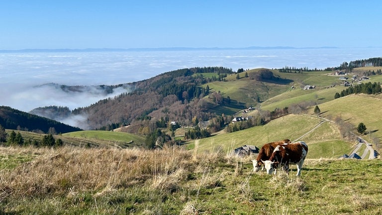 Auf den Schwarzwaldhöhen grasen  Rinder in der Sonne, während unten in der Rheinebene dicker Nebel liegt, der sich kaum auflöst. 