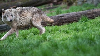 Symbolbild: Im Markgräflerland wurde ein Wolf außerhalb seines bekannten Territoriums nachgewiesen.