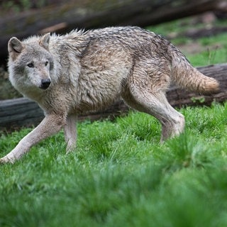 Symbolbild: Im Markgräflerland wurde ein Wolf außerhalb seines bekannten Territoriums nachgewiesen.