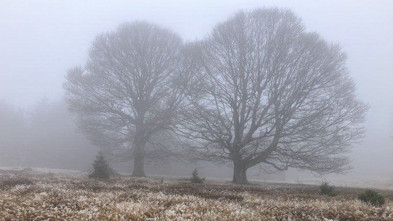 Nebel und Temperaturen um den Gefrierpunkt auf dem Schauinsland