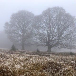 Nebel und Temperaturen um den Gefrierpunkt auf dem Schauinsland