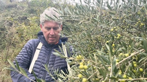 Gary Weiand erntet Oliven am Kaiserstuhl