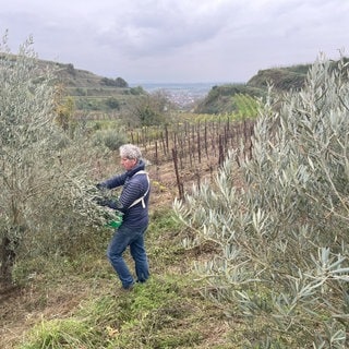 Gary Weiand erntet Oliven am Kaiserstuhl