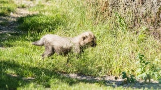 Im Basel Zoo sind vier Gepardenbabys auf die Welt gekommen.