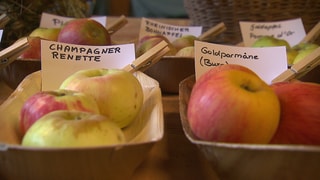 Mehr als 100 Apfelsorten frisch vom Baum gibt es in diesen Tagen im Obstmuseum Staufen zu sehen. Mit dabei ist auch die Sorte "Champagner Renette".