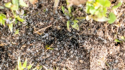 Zahlreiche Exemplare der invasiven Ameisenart "Tapinoma magnum" tummeln sich auf dem Erdboden.